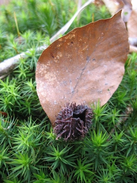 Feuille et faîne de Hêtre 2